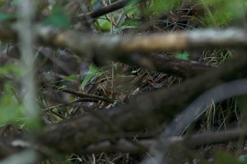 ヤブサメ いつもの林道 2018年4月19日(木)