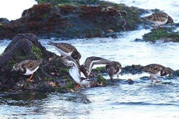 Ruddy Turnstone 長井漁港 Sun, 2/5/2023