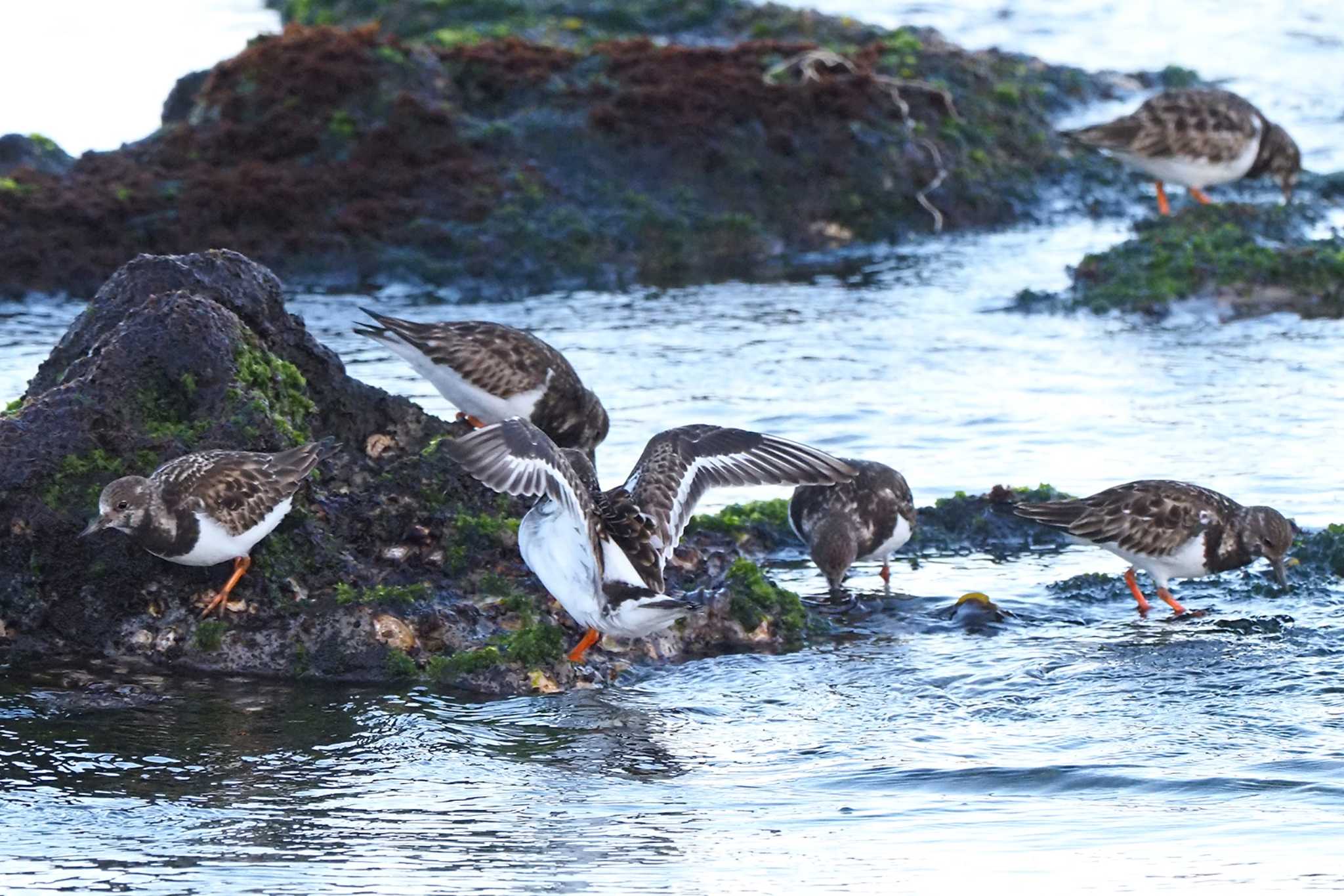 Ruddy Turnstone