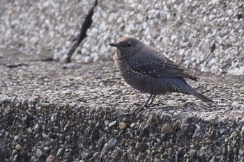 Blue Rock Thrush 長井漁港 Sun, 2/5/2023