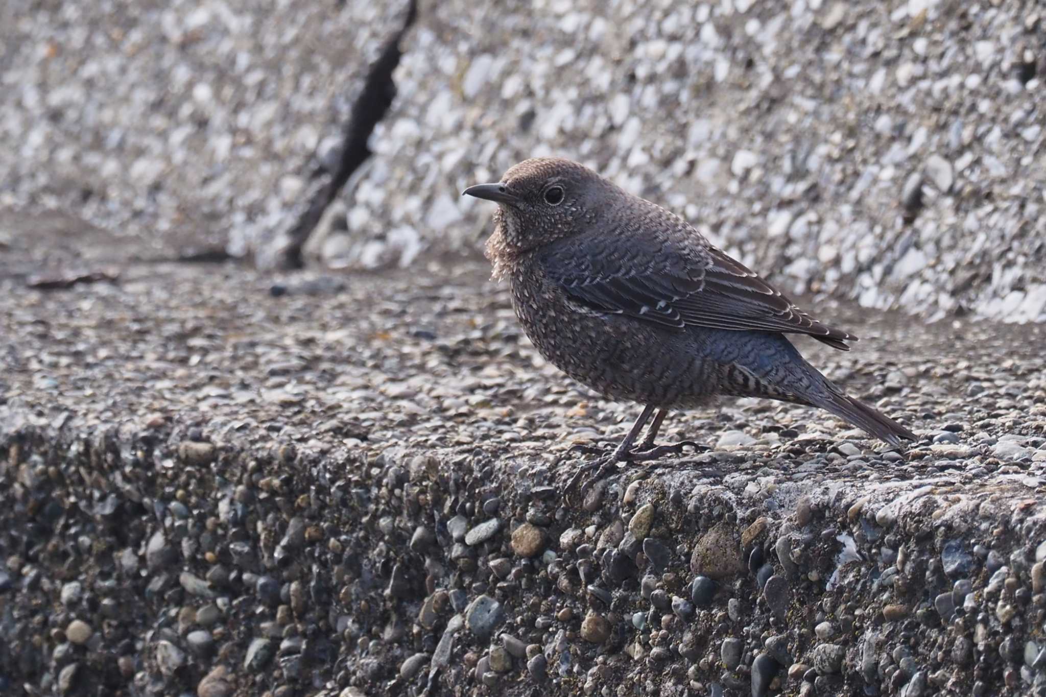 Blue Rock Thrush