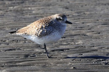 ダイゼン ふなばし三番瀬海浜公園 2023年2月9日(木)