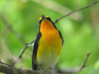 キビタキ 和歌山森林公園 2018年4月19日(木)