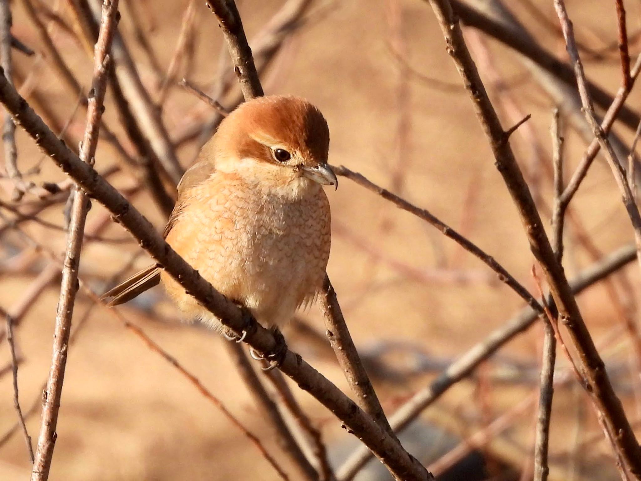 Photo of Bull-headed Shrike at Shin-yokohama Park by くー