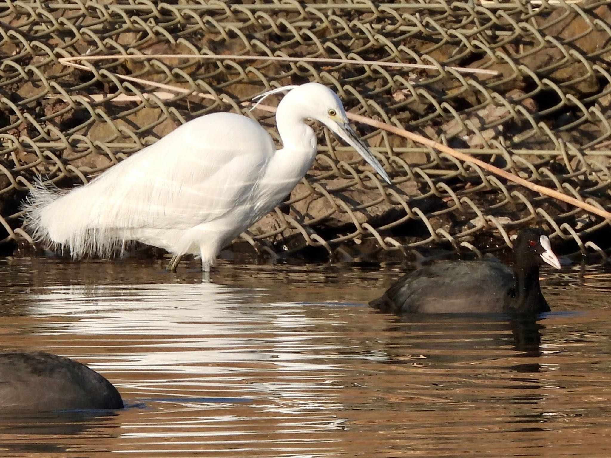 Photo of Little Egret at Shin-yokohama Park by くー