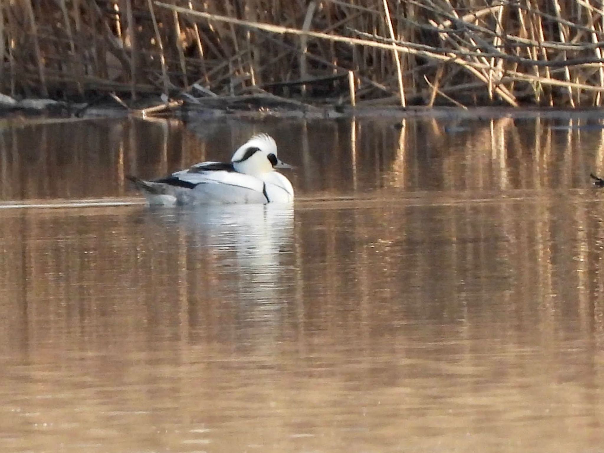 Photo of Smew at Shin-yokohama Park by くー