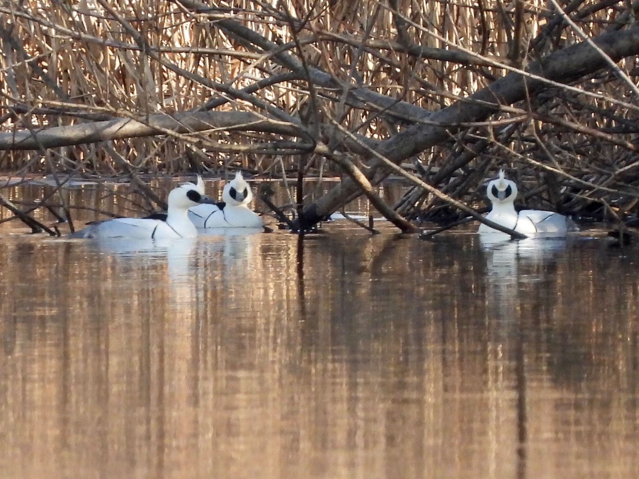 Photo of Smew at Shin-yokohama Park by くー