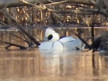 2022年2月4日(金) 新横浜公園の野鳥観察記録