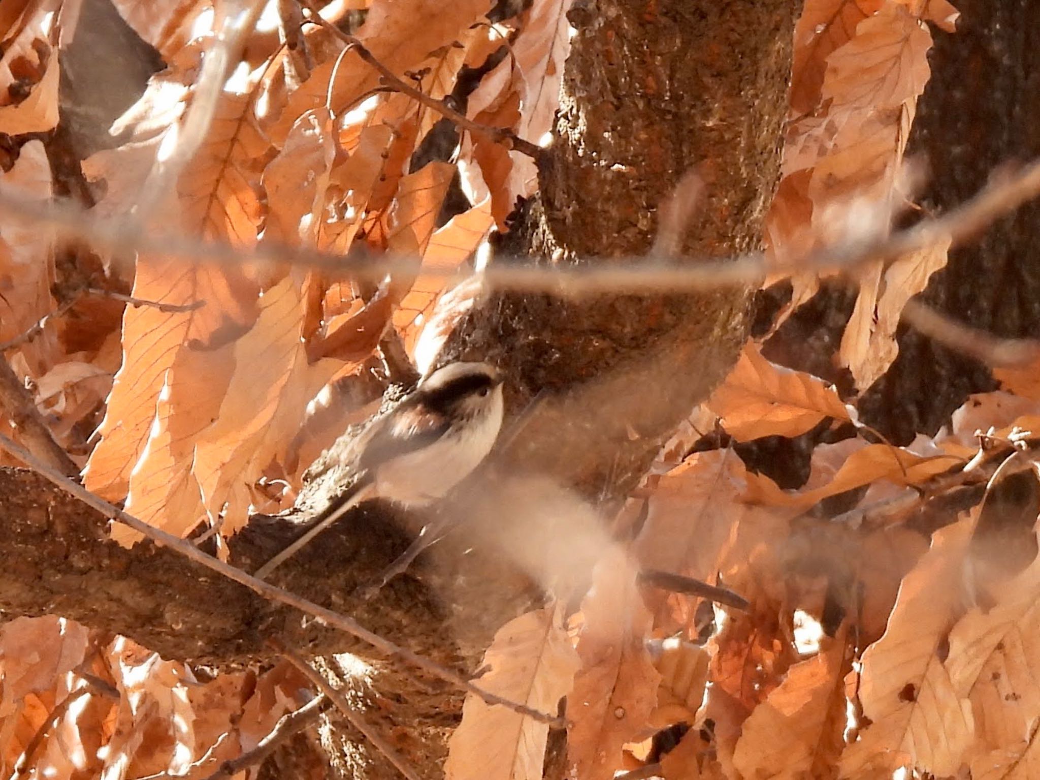 Photo of Long-tailed Tit at Shin-yokohama Park by くー