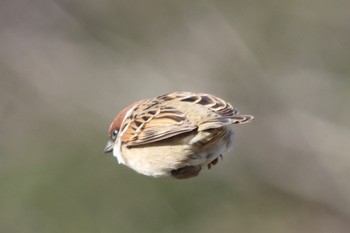 Eurasian Tree Sparrow 山口県光市笠野川 Sat, 12/24/2022