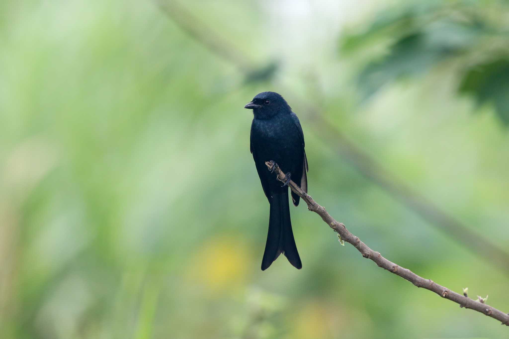 Photo of Black Drongo at 華江雁鴨自然公園 by Trio