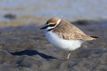 シロチドリ ふなばし三番瀬海浜公園 2023年2月9日(木)