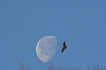 2023年2月11日(土) 長浜公園の野鳥観察記録