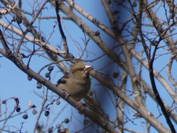 Hawfinch 湘南平 Sat, 1/21/2023