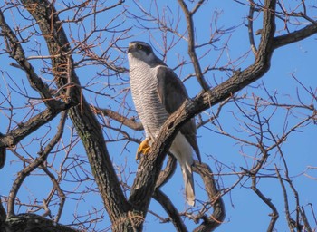 2023年2月11日(土) 万代池の野鳥観察記録