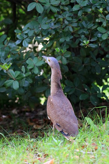 2018年4月12日(木) 大阪城公園の野鳥観察記録