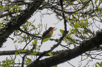 Narcissus Flycatcher いつもの林道 Thu, 4/19/2018