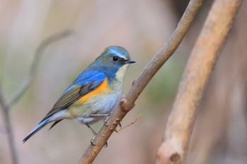 ルリビタキ 甲山森林公園 2023年2月11日(土)