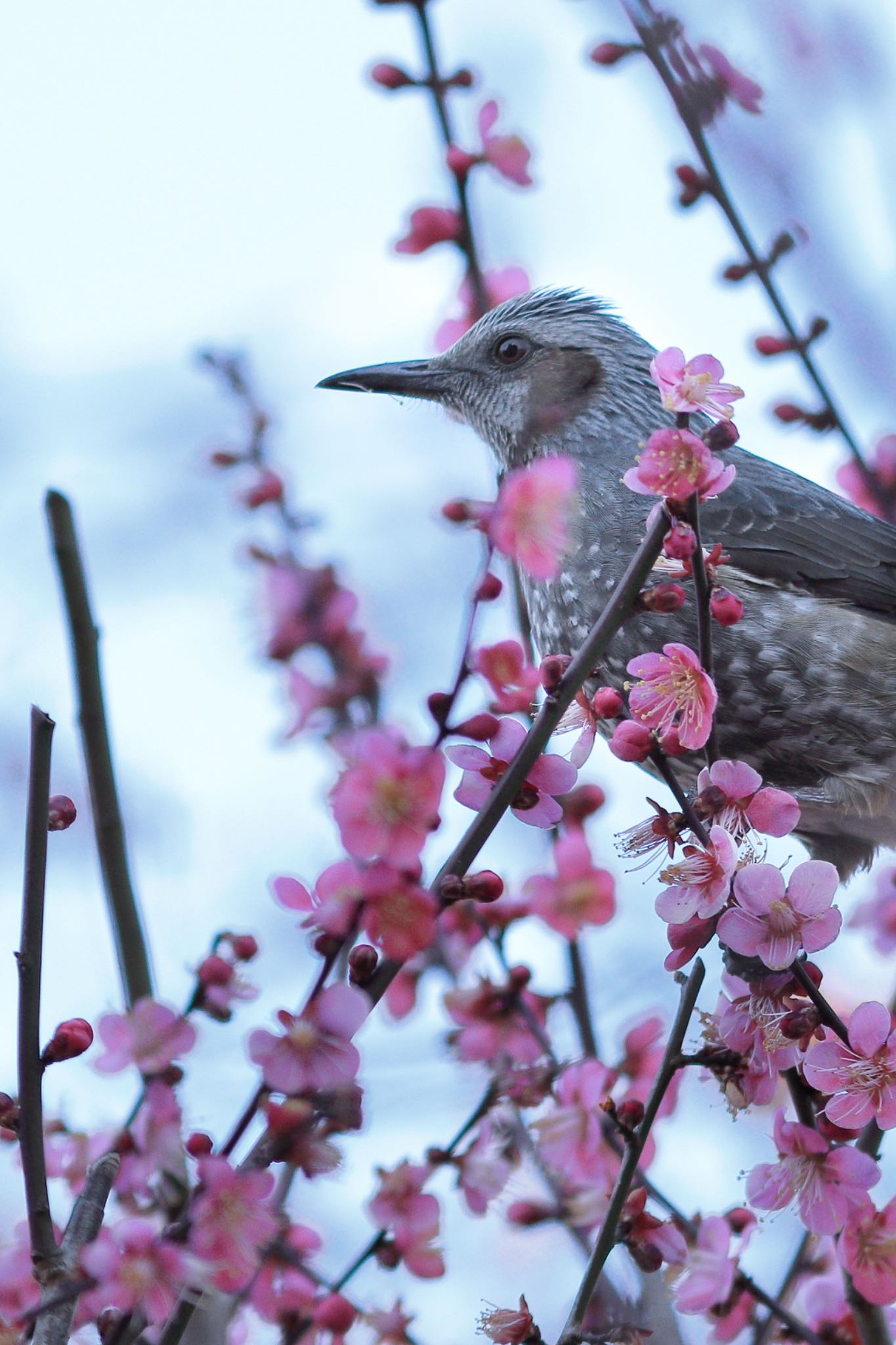 Photo of Brown-eared Bulbul at  by h