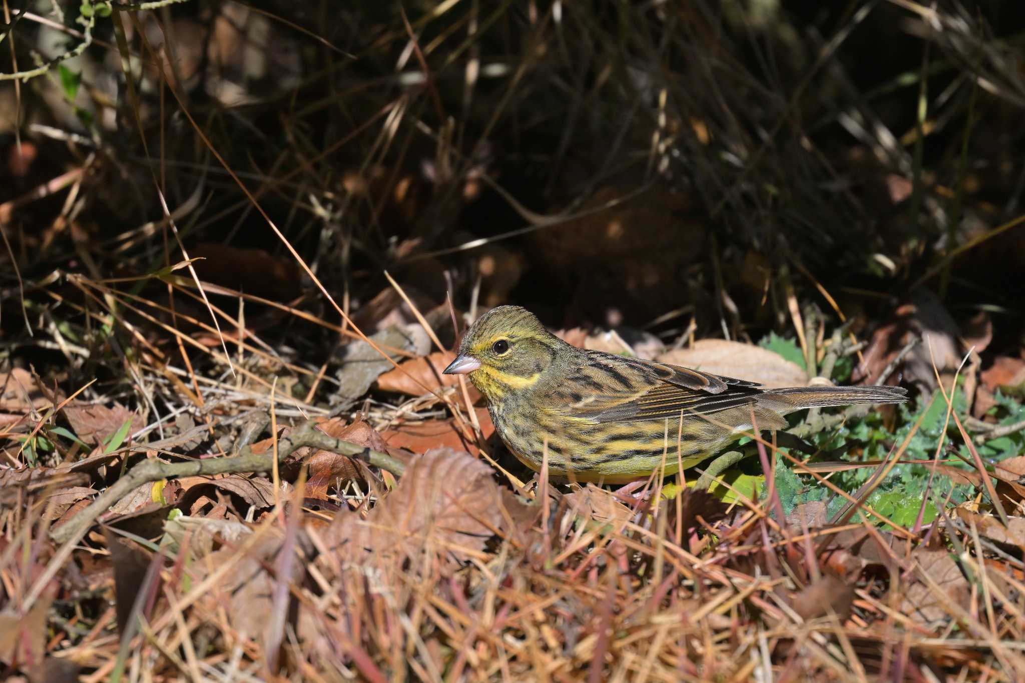 坂田ヶ池総合公園 ノジコの写真 by birds@hide3