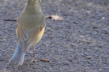 ルリビタキ 秋ヶ瀬公園 2023年2月11日(土)