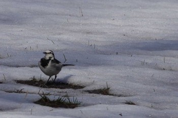 セグロセキレイ 秋ヶ瀬公園 2023年2月11日(土)