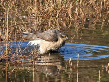 2023年2月11日(土) 葛西臨海公園の野鳥観察記録