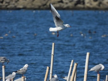 ユリカモメ 葛西臨海公園 2023年2月11日(土)