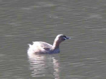 2023年2月11日(土) 明治神宮の野鳥観察記録