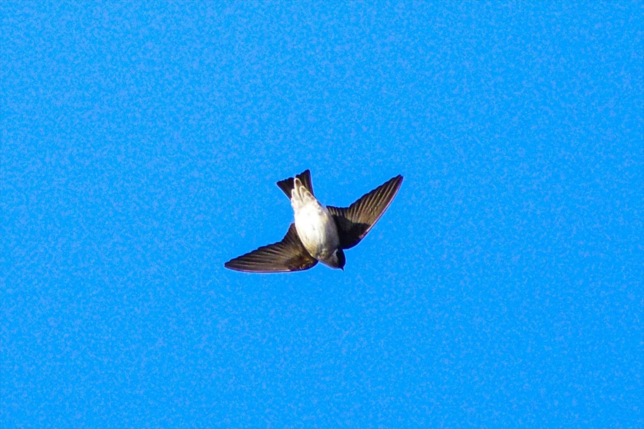 Photo of House Swift at 厚木七沢森林公園 by BW11558