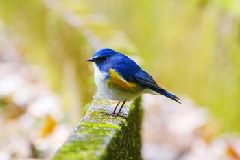 ルリビタキ 厚木七沢森林公園 2023年2月3日(金)