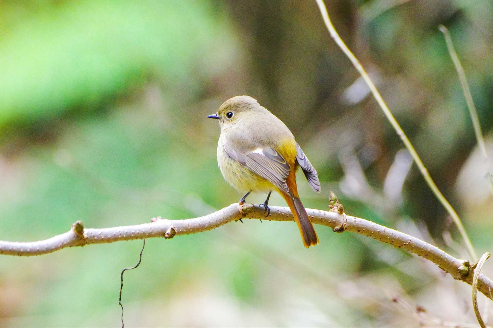 Daurian Redstart