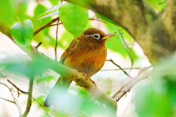 Fri, 2/3/2023 Birding report at 厚木七沢森林公園