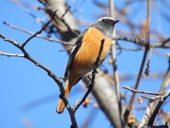 Daurian Redstart 山梨県韮崎市 Sun, 1/1/2023