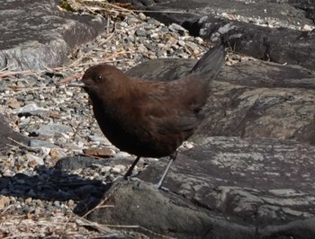 Brown Dipper 養老公園 Sat, 2/11/2023