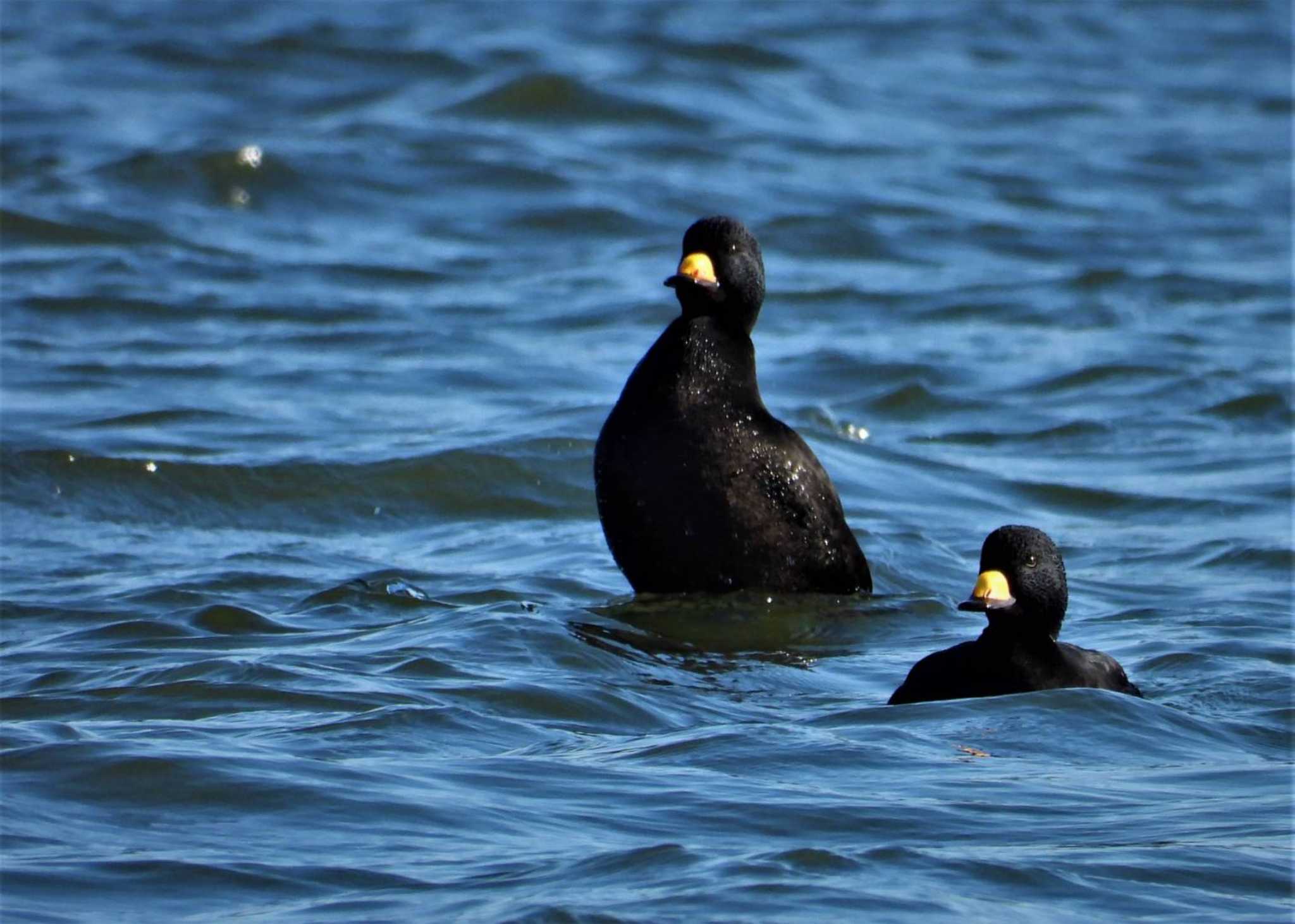 Black Scoter