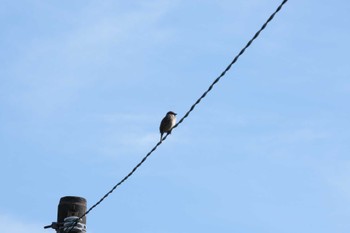 2023年2月11日(土) 船橋法典の野鳥観察記録