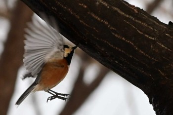 Varied Tit 月寒公園 Sat, 2/11/2023