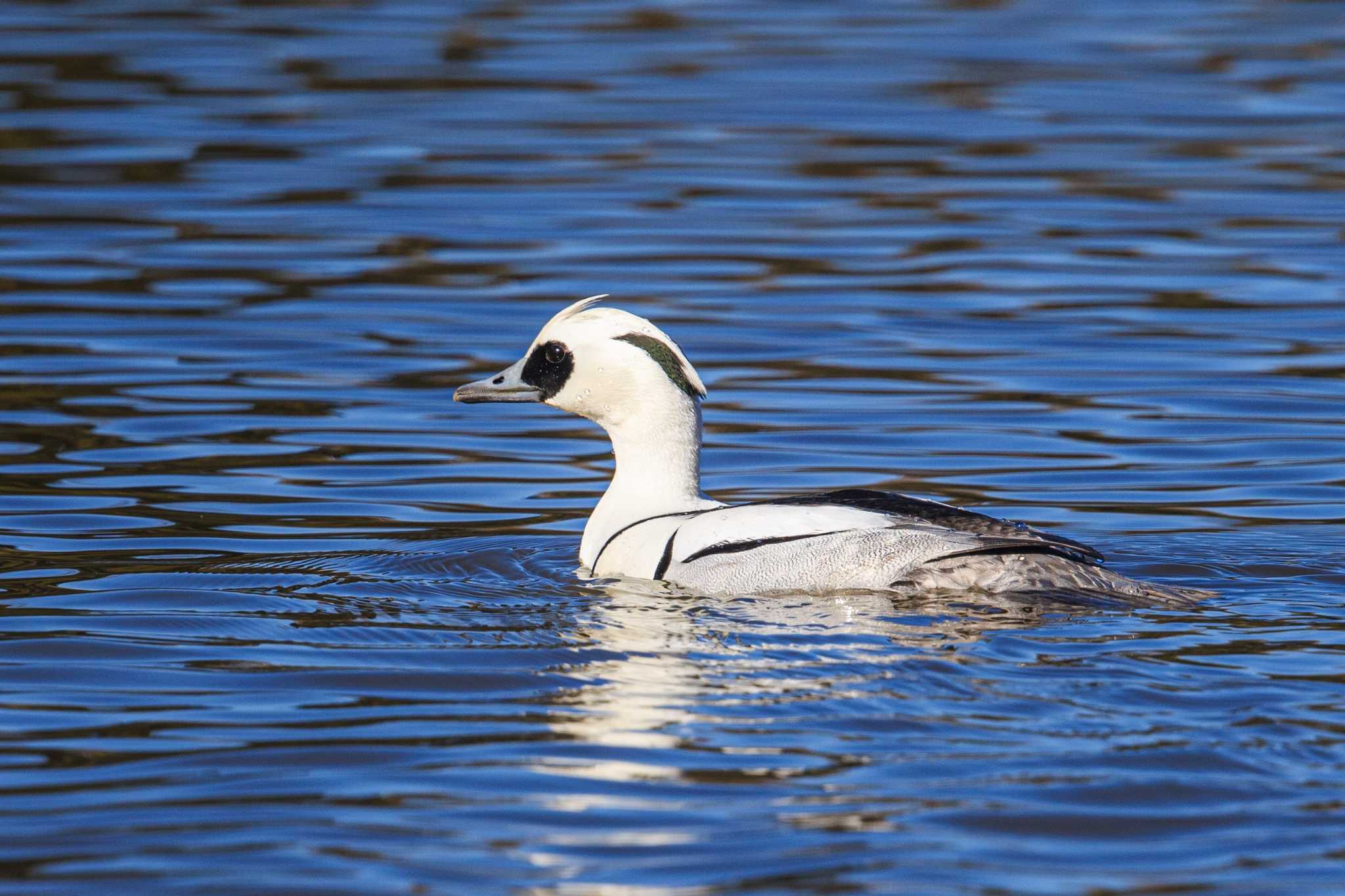 Photo of Smew at 千葉県 by u3qace