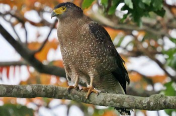 Crested Serpent Eagle Ishigaki Island Mon, 2/6/2023