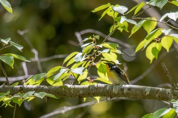 Narcissus Flycatcher Akashi Park Thu, 4/19/2018