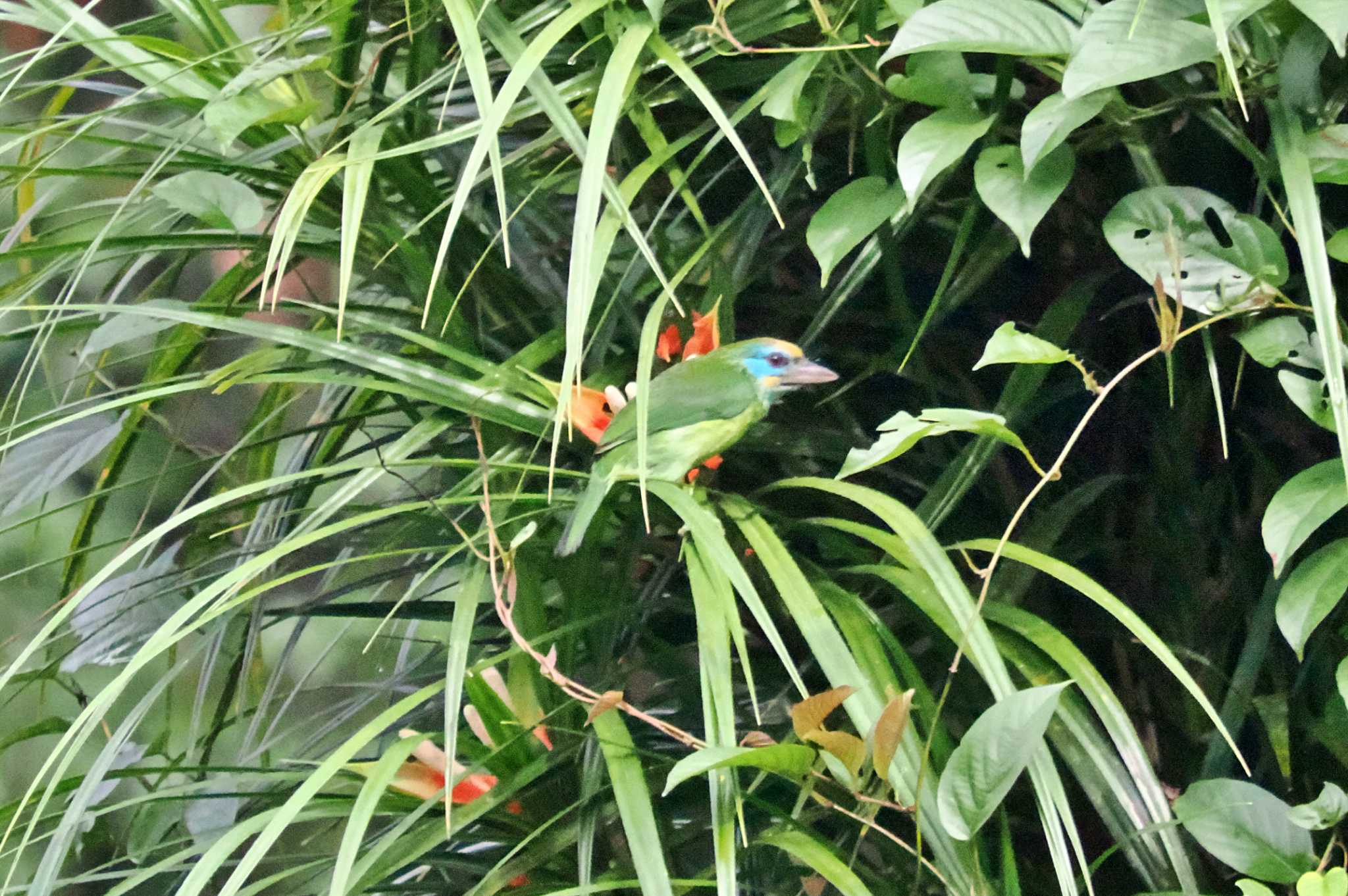 Sri Lanka キビタイゴシキドリの写真 by 藤原奏冥