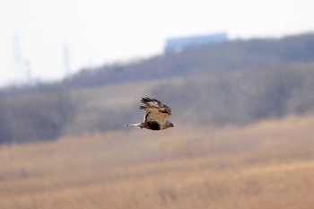 Rough-legged Buzzard Watarase Yusuichi (Wetland) Sun, 2/18/2018