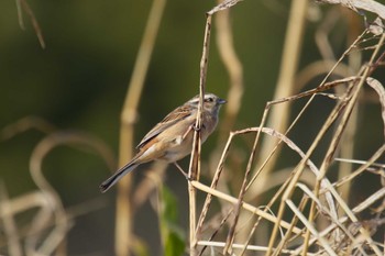 Common Reed Bunting 鈴鹿川 Sat, 2/11/2023