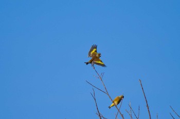 Grey-capped Greenfinch 鈴鹿川 Sat, 2/11/2023