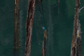 Common Kingfisher Unknown Spots Thu, 4/19/2018