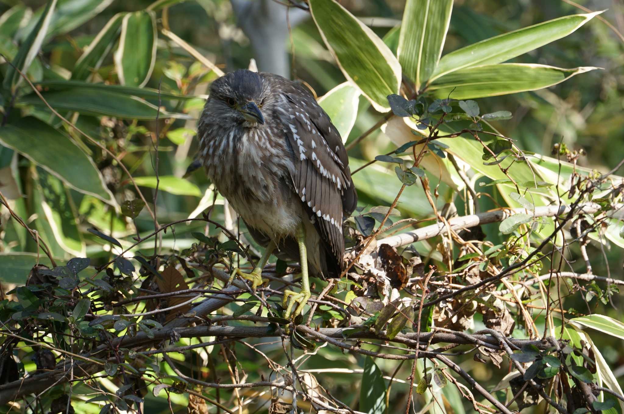 Photo of Black-crowned Night Heron at Koyaike Park by マル