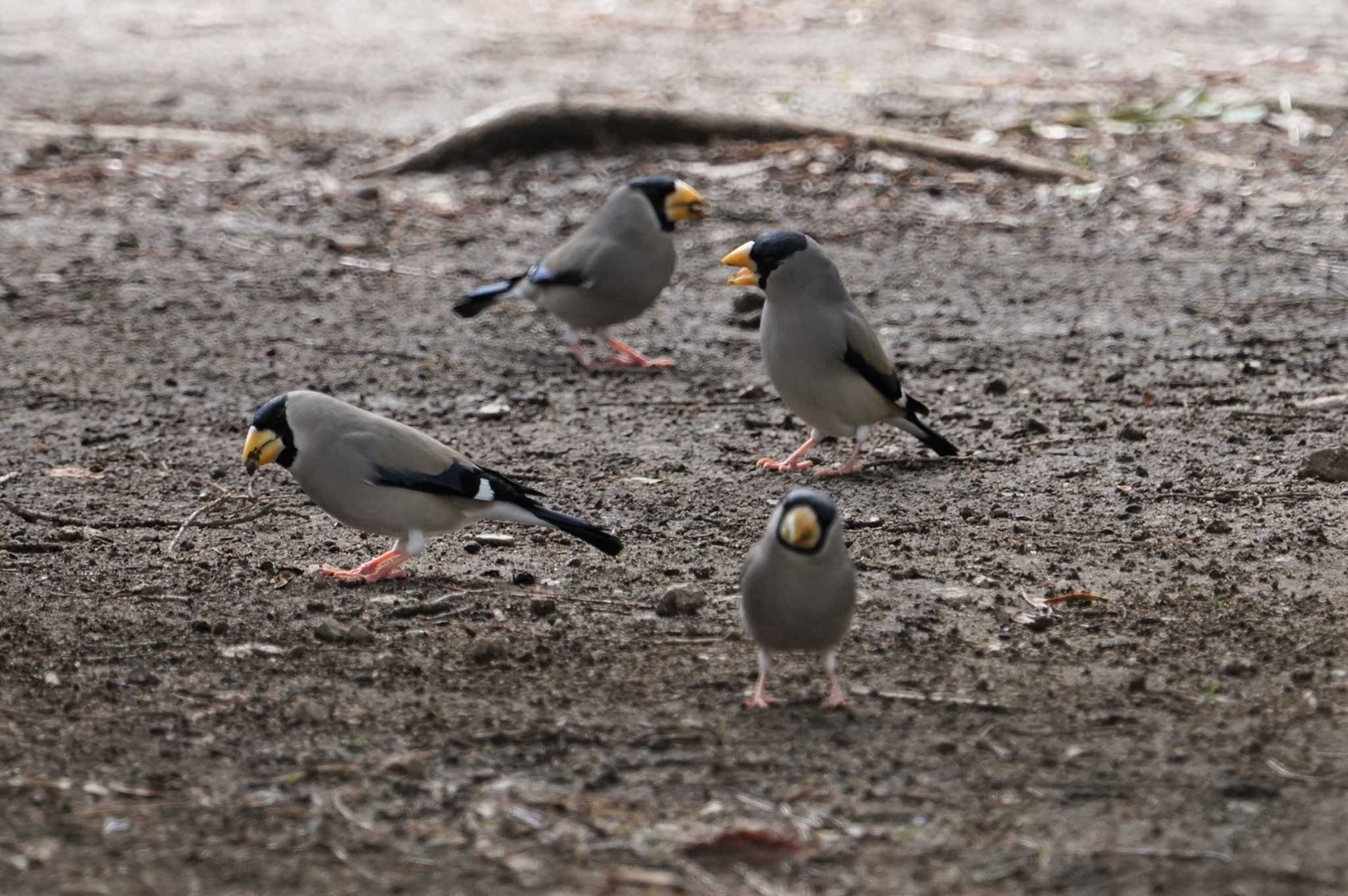 Photo of Japanese Grosbeak at Koyaike Park by マル