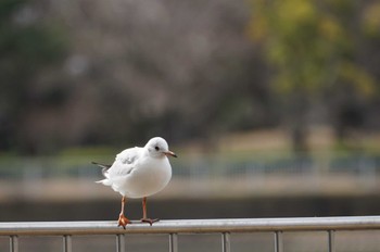 ユリカモメ 昆陽池公園 2023年2月11日(土)