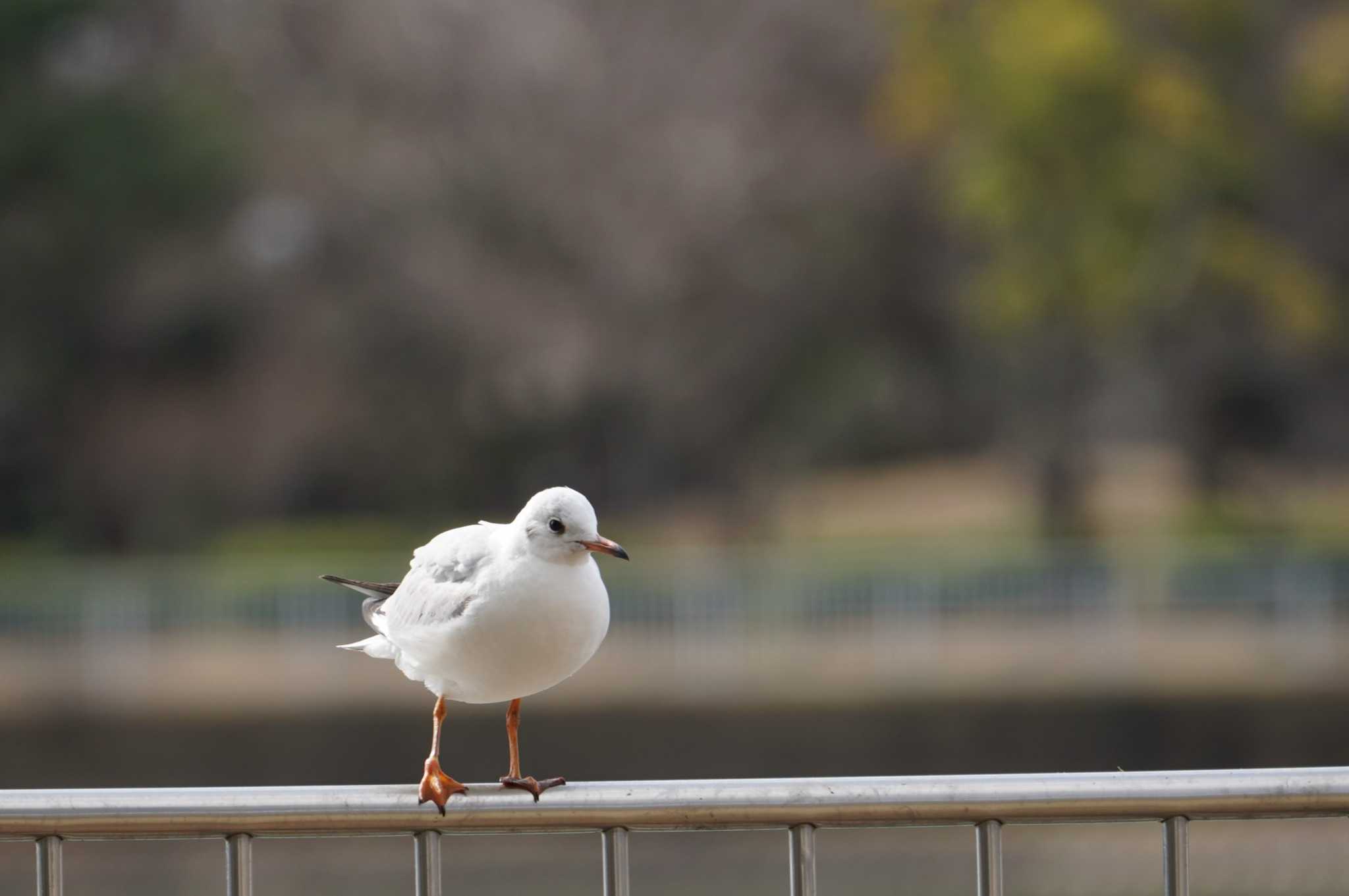 Photo of Black-headed Gull at Koyaike Park by マル